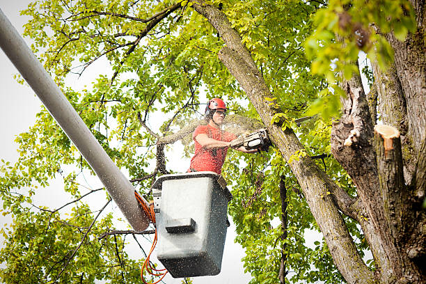 How Our Tree Care Process Works  in Decorah, IA